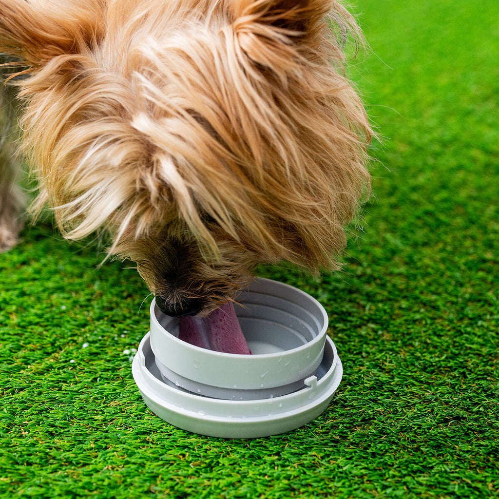 Laisse de chien rétractable